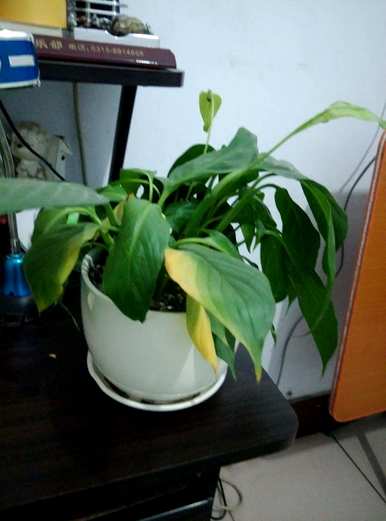 白鹤芋头叶变黄的原因是什么？白鹤芋头叶变黄的原因是什么？