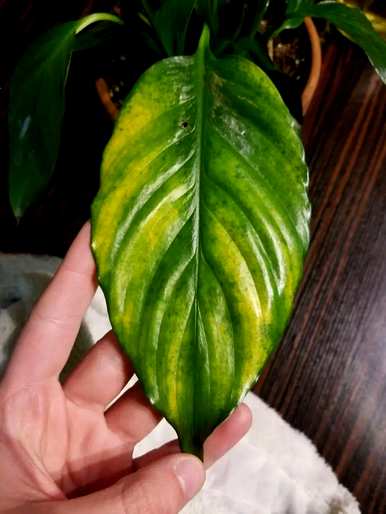 白鹤芋头叶变黄的原因是什么？白鹤芋头叶变黄的原因是什么？
