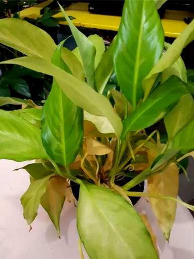 白鹤芋头叶变黄的原因是什么？白鹤芋头叶变黄的原因是什么？