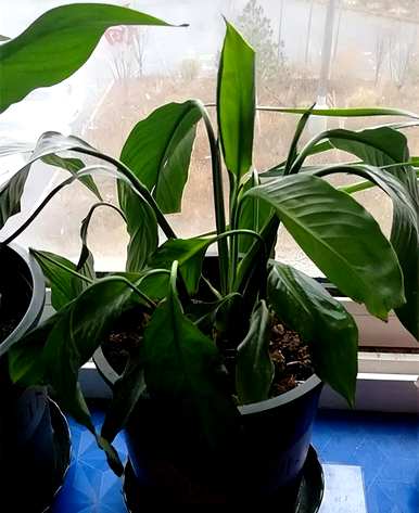 白鹤芋头叶变黄的原因是什么？白鹤芋头叶变黄的原因是什么？