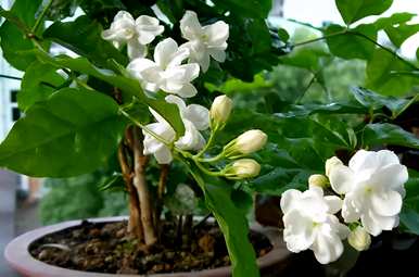 茉莉花只长枝不开花，茉莉花什么季节开花？