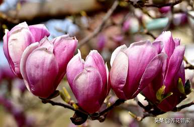 春花有哪些，春花有哪些品种？