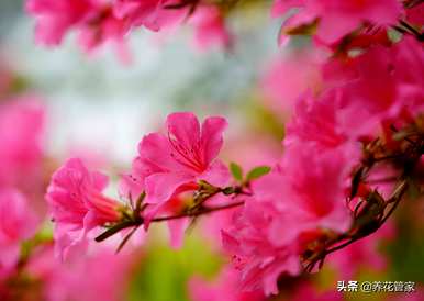 春花有哪些，春花有哪些品种？