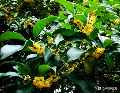春花有哪些，春花有哪些品种？