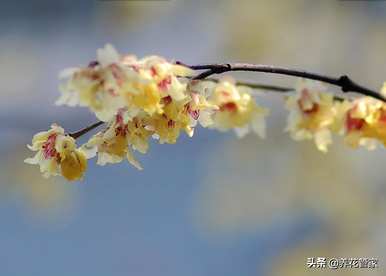 春花有哪些，春花有哪些品种？