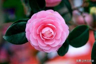 春花有哪些，春花有哪些品种？