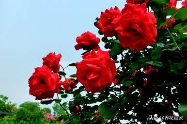春花有哪些，春花有哪些品种？