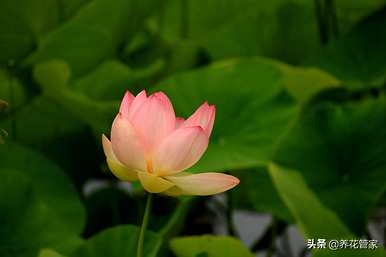 春花有哪些，春花有哪些品种？