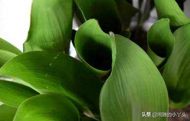 白玉兰花语是什么意思？一叶兰花语是什么意思？