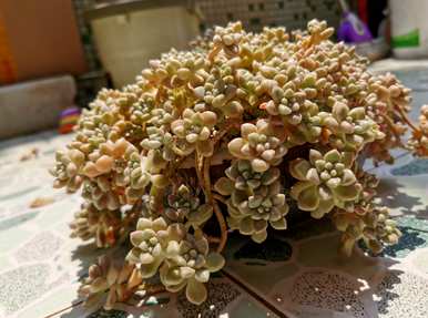 如何饲养多肉植物桃蛋，如何饲养多肉植物