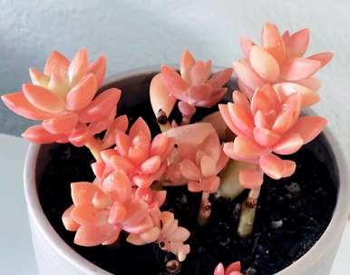 如何饲养多肉植物桃蛋，如何饲养多肉植物