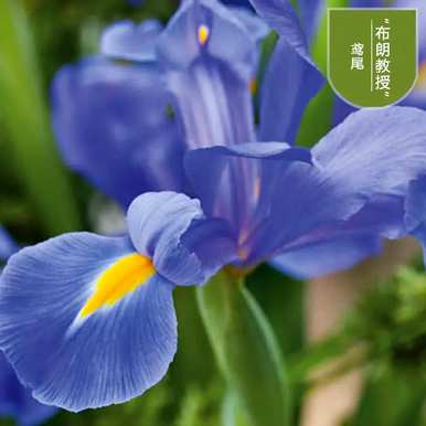 鸢尾的花语是什么，鸢尾的花语是什么意思？