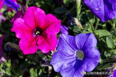 矮牵牛花的花语是什么，粉色矮牵牛花的花语是什么？