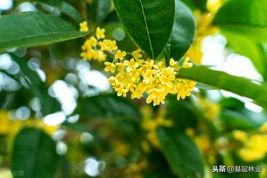 什么时候开金桂花，什么时候开金桂花？