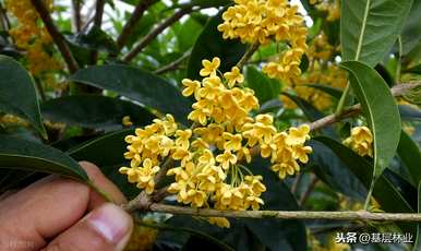 什么时候开金桂花，什么时候开金桂花？