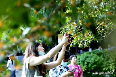 什么时候开金桂花，什么时候开金桂花？