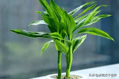 如何逐步提高盆栽植物，盆栽逐步提高种植方法