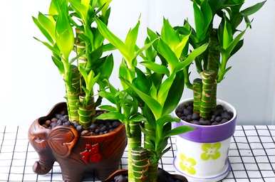 如何逐步提高盆栽植物，盆栽逐步提高种植方法