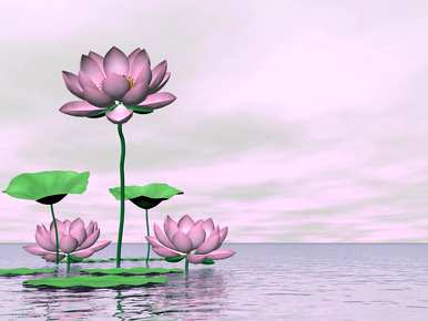 不同颜色睡莲的花语和寓意，白睡莲的花语和含义是什么？