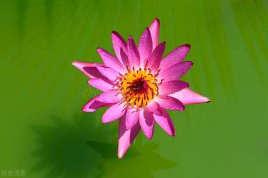 不同颜色睡莲的花语和寓意，白睡莲的花语和含义是什么？