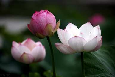 不同颜色睡莲的花语和寓意，白睡莲的花语和含义是什么？