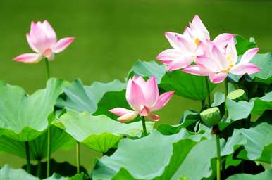 不同颜色睡莲的花语和寓意，白睡莲的花语和含义是什么？