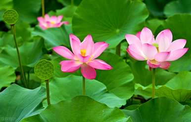 不同颜色睡莲的花语和寓意，白睡莲的花语和含义是什么？
