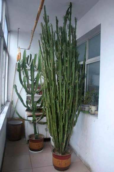 龙骨花适合放在家里，龙骨花适合养在家里吗？