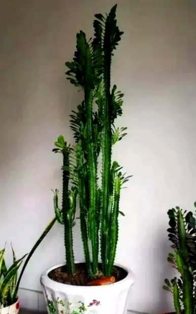 龙骨花适合放在家里，龙骨花适合养在家里吗？