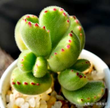 多肉植物品种有哪些？劳伦斯多肉植物品种有哪些？