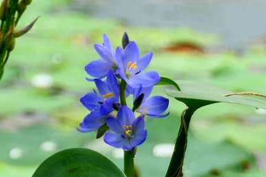 水里养的花有哪些，水里养的花有哪些？