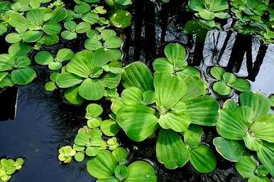 水里养的花有哪些，水里养的花有哪些？