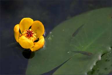 水里养的花有哪些，水里养的花有哪些？