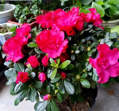 冬季杜鹃花喷雾法，冬季杜鹃花怎么养？