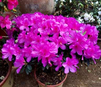 冬季杜鹃花喷雾法，冬季杜鹃花怎么养？