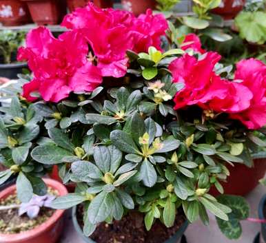 冬季杜鹃花喷雾法，冬季杜鹃花怎么养？