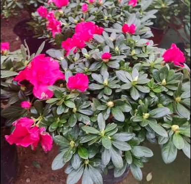 冬季杜鹃花喷雾法，冬季杜鹃花怎么养？