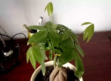 如何快速补救发财树的黄叶？如何处理发财树的黄叶？