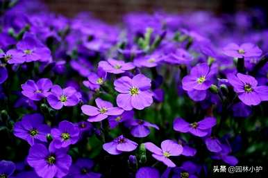 紫花有哪些花语浪漫，紫花有哪些花语？