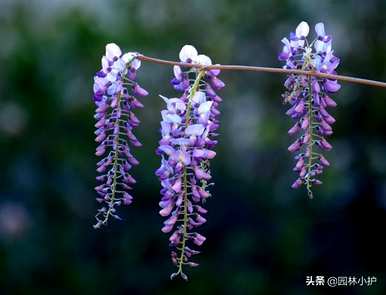 紫花有哪些花语浪漫，紫花有哪些花语？