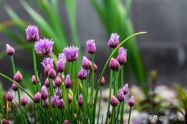 紫花有哪些花语浪漫，紫花有哪些花语？