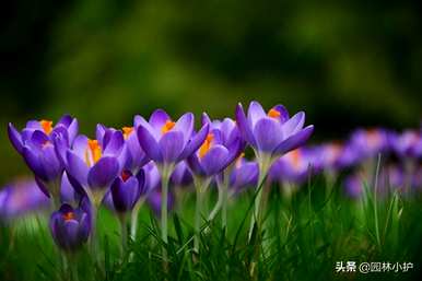 紫花有哪些花语浪漫，紫花有哪些花语？