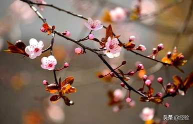 垂枝樱花繁殖基地，樱花如何繁殖