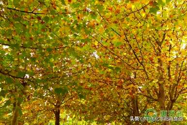 梧桐树叶意味着什么，梧桐树意味着什么？