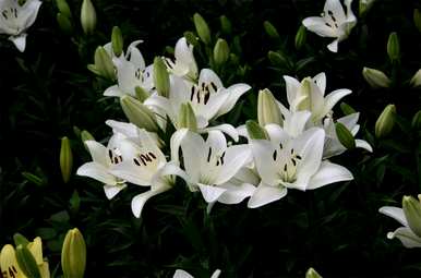茹志鹃花百合花讲述了什么样的感受，百合花表达了什么样的感受