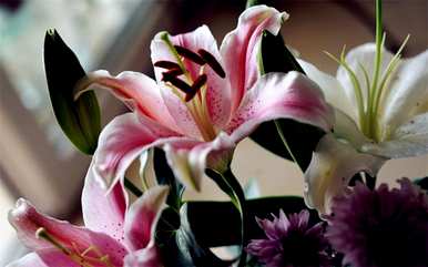 茹志鹃花百合花讲述了什么样的感受，百合花表达了什么样的感受