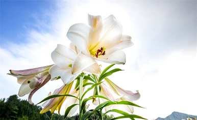 茹志鹃花百合花讲述了什么样的感受，百合花表达了什么样的感受