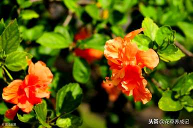 如何养芙蓉树老桩盆景，如何养芙蓉树盆景