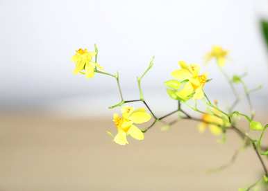 文心兰怎么养才能开花？文心兰的老苗还能开花吗？