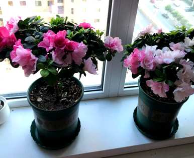 映山红嫁接杜鹃花在北方容易养吗？北方养杜鹃花的秘诀是什么？
